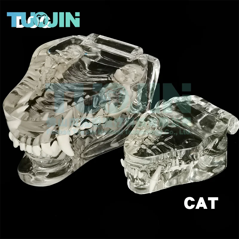 Resin Transparent Dog Cat Teeth Model Pet Dental Teeth Model Animal Resin Tooth Veterinary Dental 1005001906615930