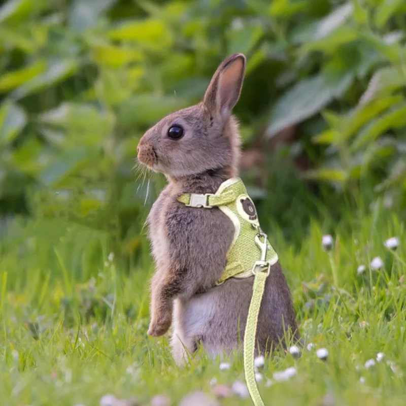 Cute Rabbit Harness Leash Set Bunny Pet Accessories Small Pet Carrier Teddy Bear Cat Leash Rabbit 1005004436392119