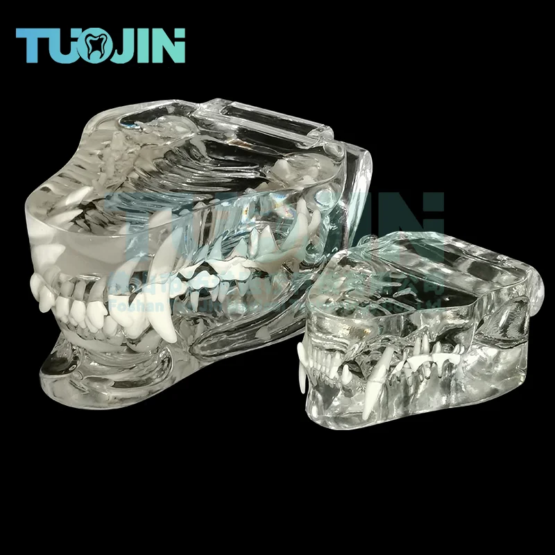 Resin Transparent Dog Cat Teeth Model Dental Animal Resin Teeth Of Dog Cat Tooth For Education 1005004986731222
