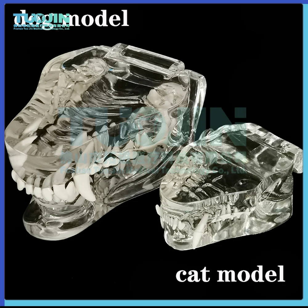 Cat Tooth Model Dog Teeth Model Canine Dentistry Model Animal Pet Teeth Anatomy Teeth Model For 1005005117970124