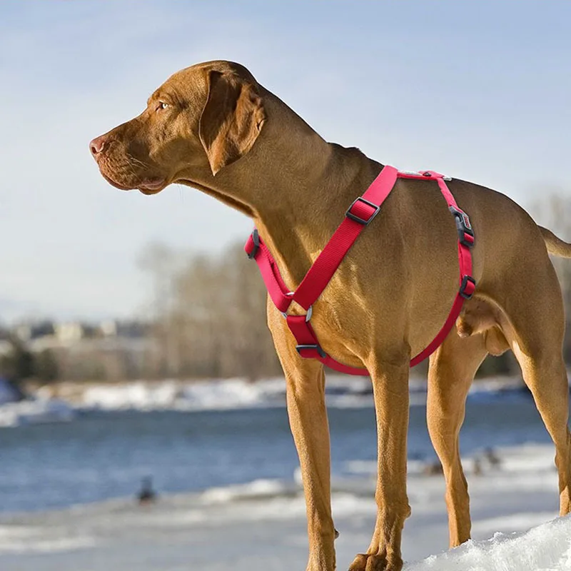 Leisure H-shaped Dog Pectoral Collar Dog Harnesses for Small Dogs Medium and Large Pitbull Pug Dog 1005005284787137