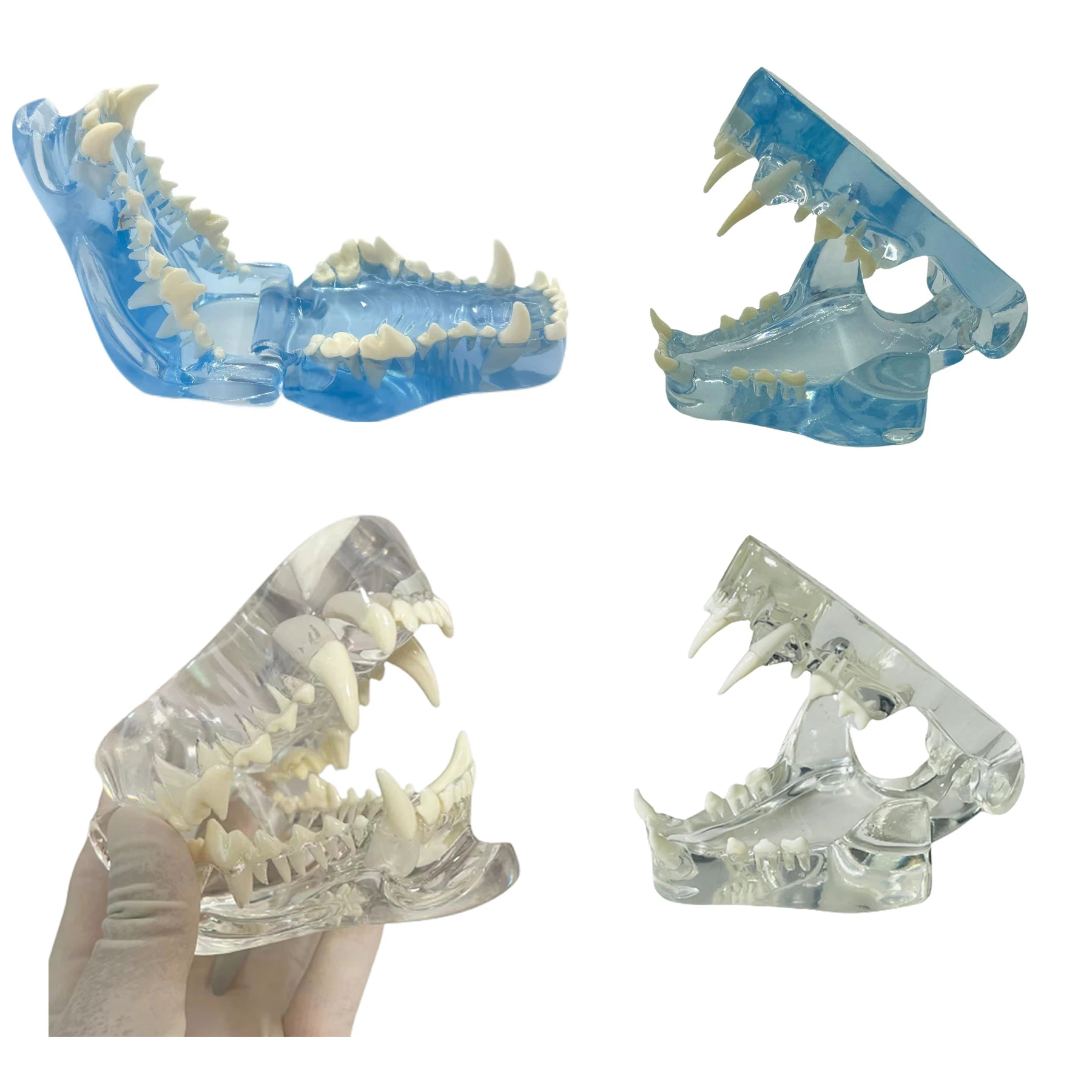 Clear Dog Cat Teeth Anatomical Model Dental Animal Oral Jaw for Education Canine Dental Veterinary 1005005721495388