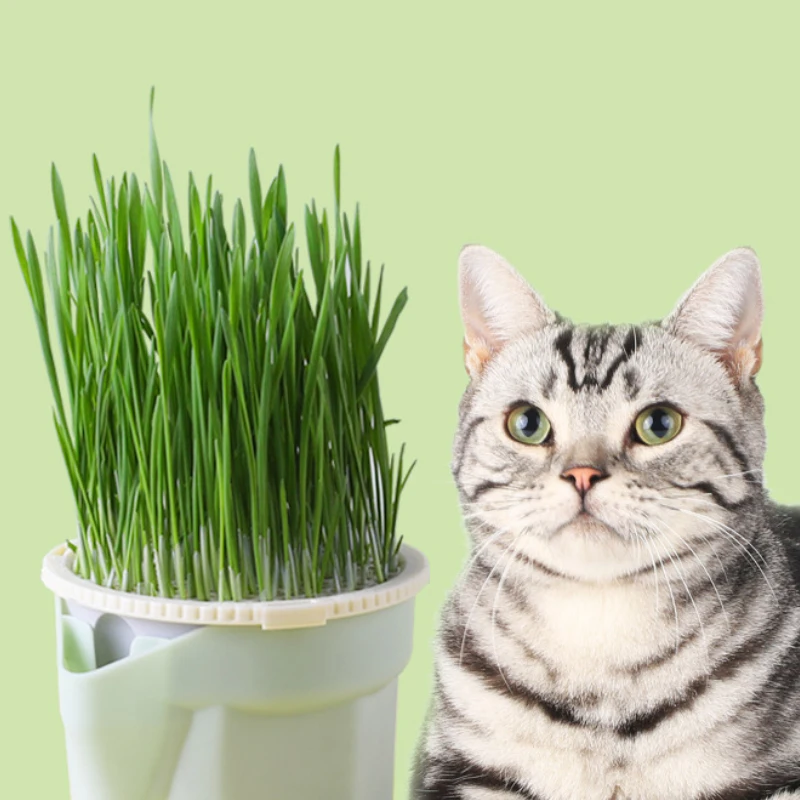 Cat Snack Mint Planting Hydroponic Box Cat Sprouts Growing TrayPlanting Cup Household Cat Grass 1005005891542221