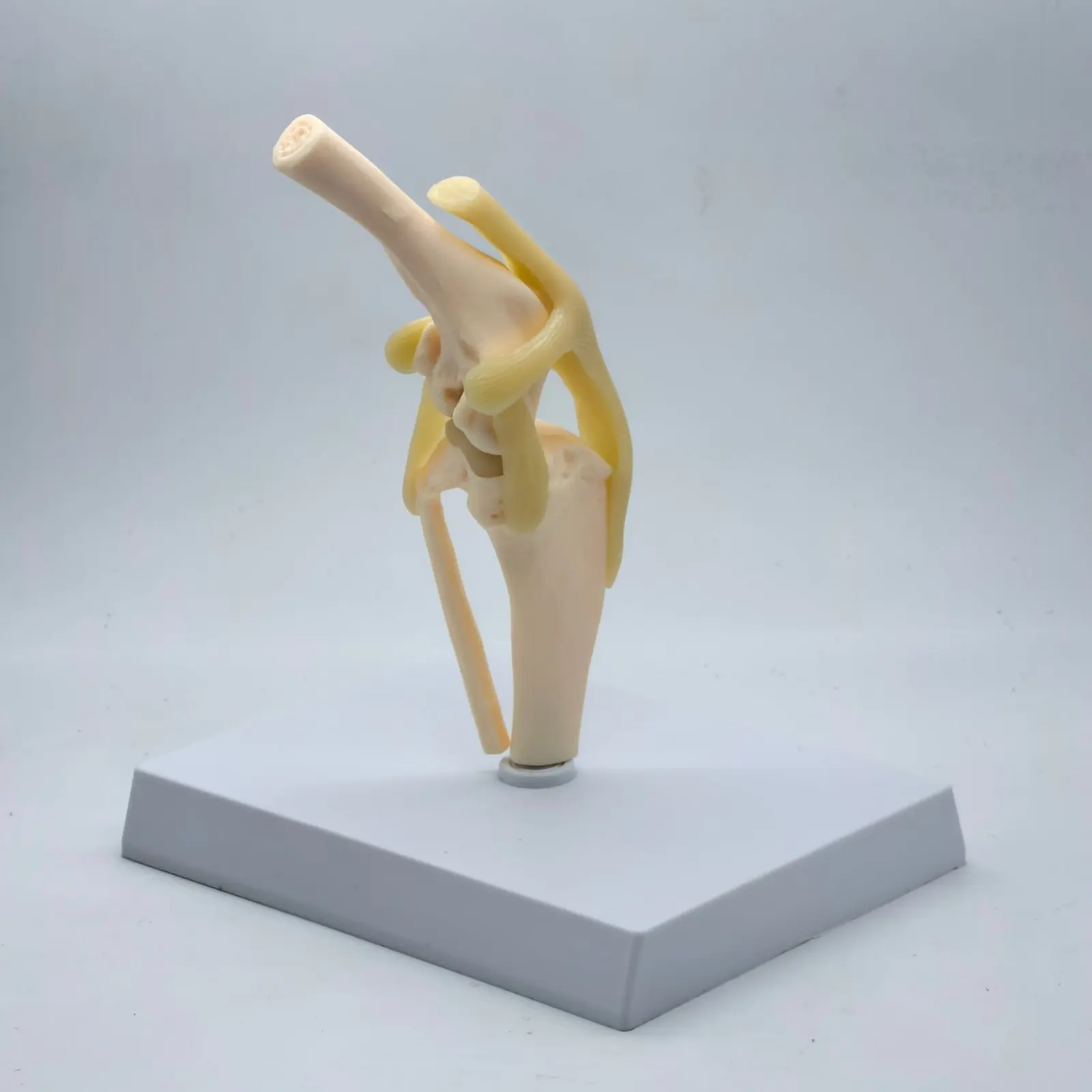 Dog knee Canine Joint model Medical Veterinary Teaching Research Skeleton Animal Teaching Training 1005006424019682