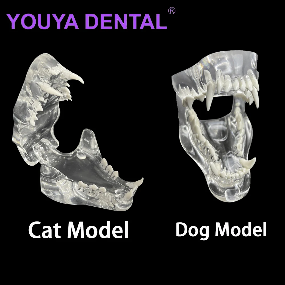 Dental Dog Cat Clear Teeth Skull Model Canine Animals Oral Tooth Jaw Anatomical for Veterinary 1005006717963499