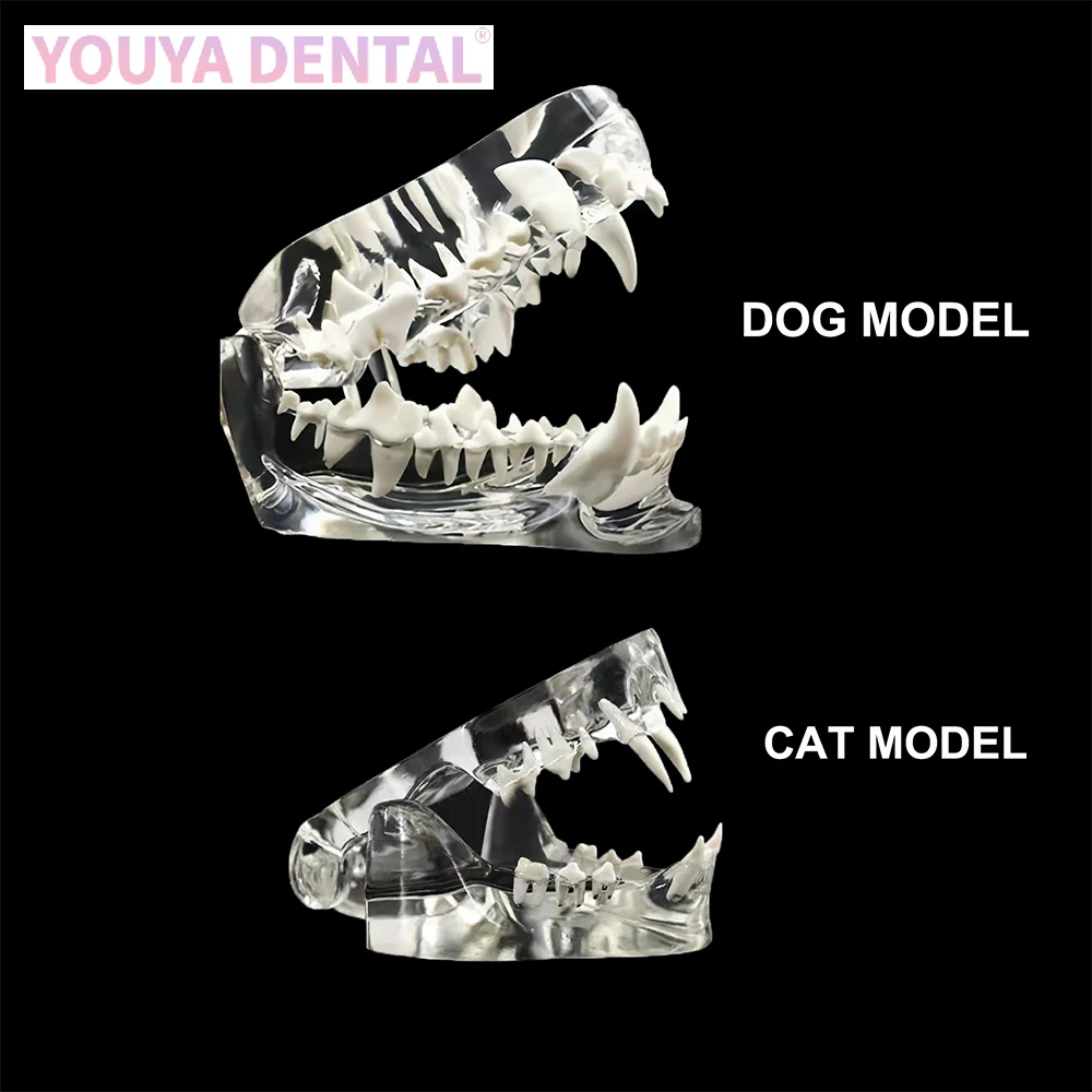 1pc Transparent Canine Dog Cat Teeth Anatomical Model Dental Animals Oral Tooth Jaw Anatomical For 1005006727905225