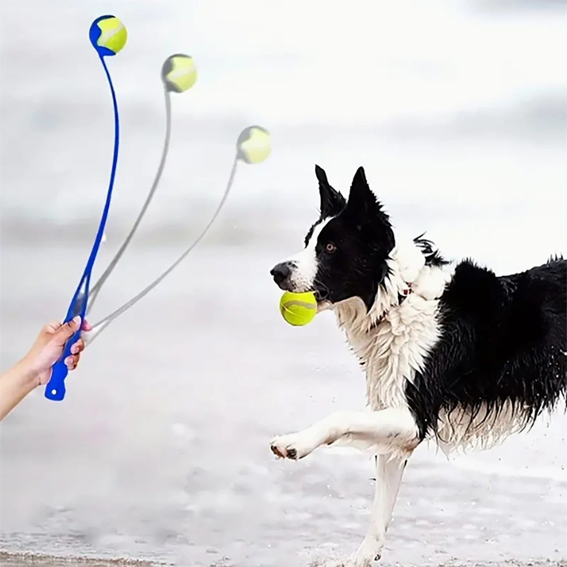 Pet Ball Throwing Stick Dog Training Toy Device Outdoor Tennis Training Amuse Dog 1005007603428159