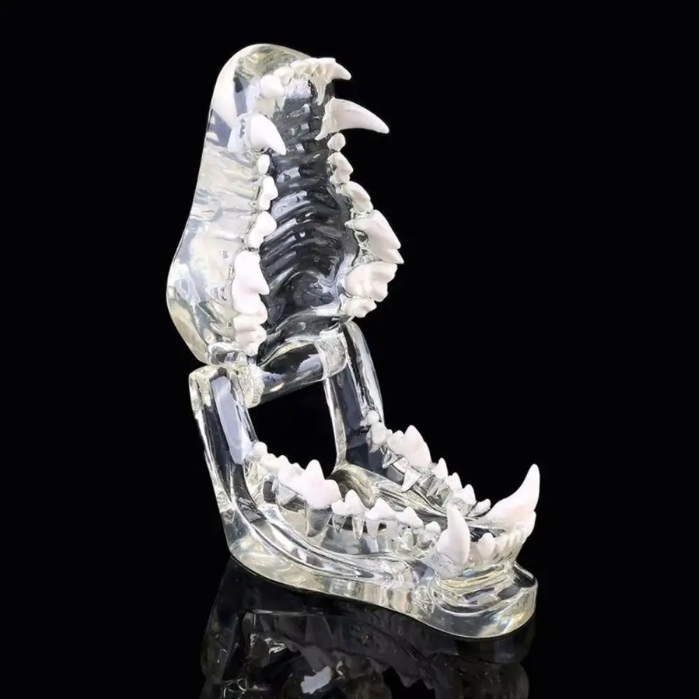 Transparent Dental Animal Resin Teeth Educational Dog Cat Rabbit Dental Teaching Canine Removable 1005008792402069