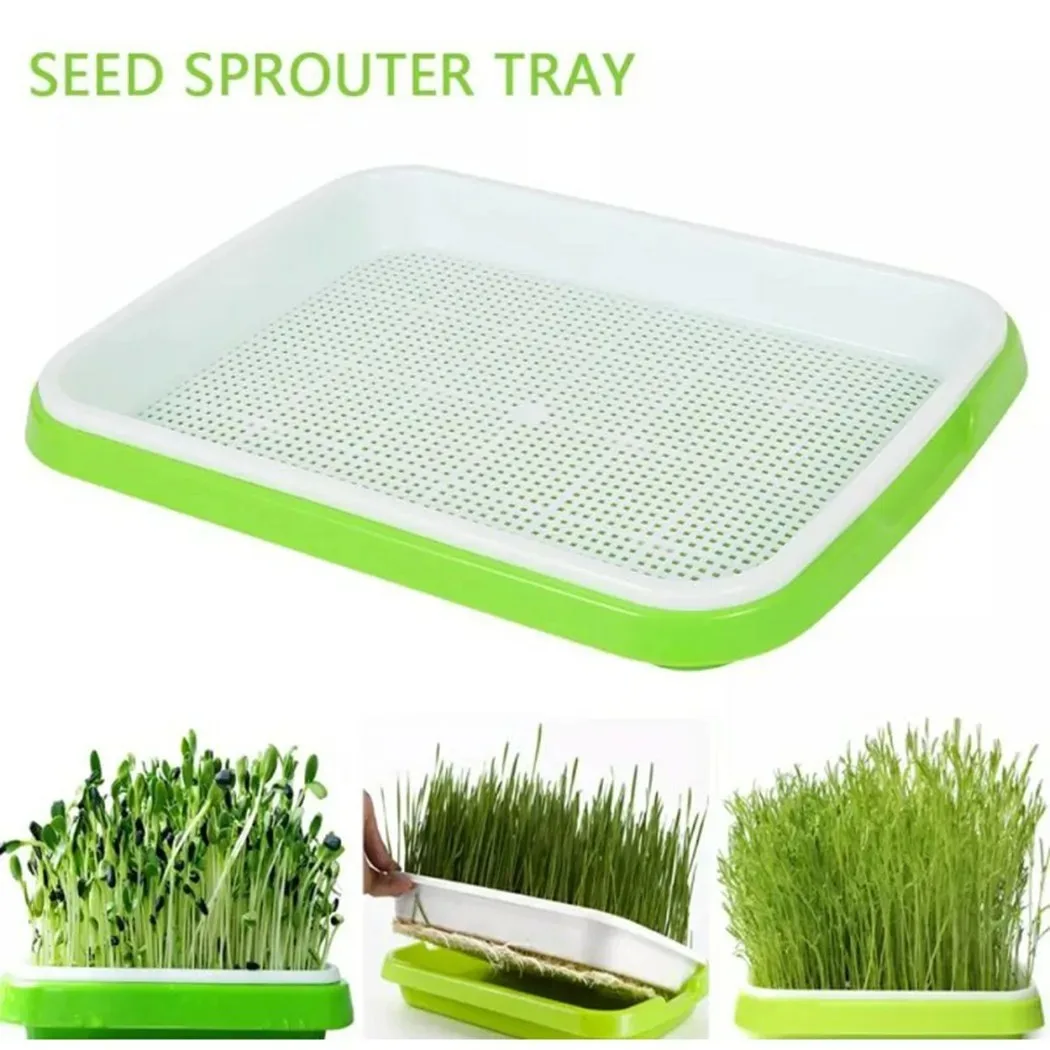 Natural Cat Grass Sprouting Tray Growing Kit Organic Wheat Grass Seeds Sprout Digestive Hairballs 1005008804227402