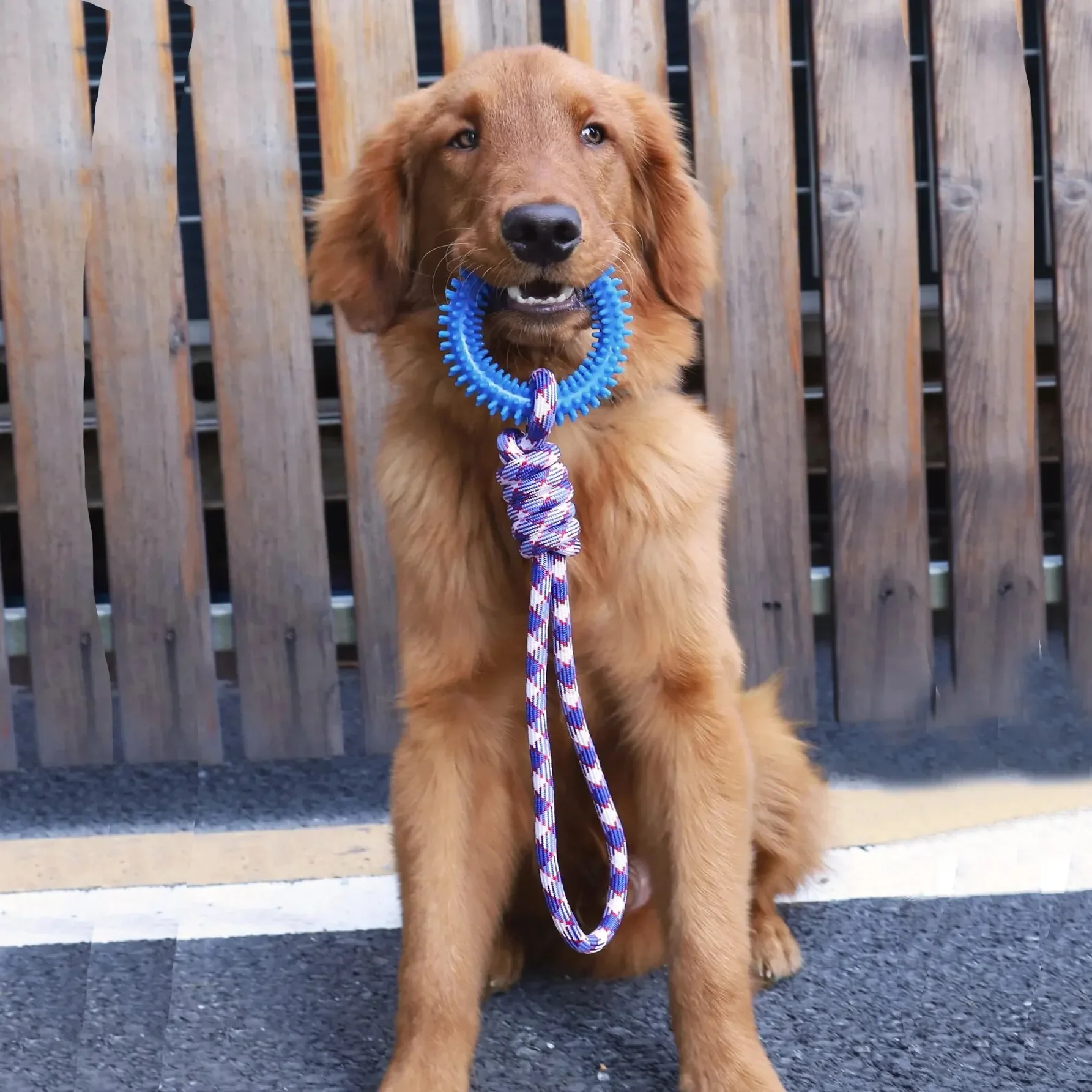 Dog Toys Chew Resistant Nylon Rope Toys Pet Colorful Woven Knot Rubber Toys Dog Self Fun Outdoor 1005008866804343