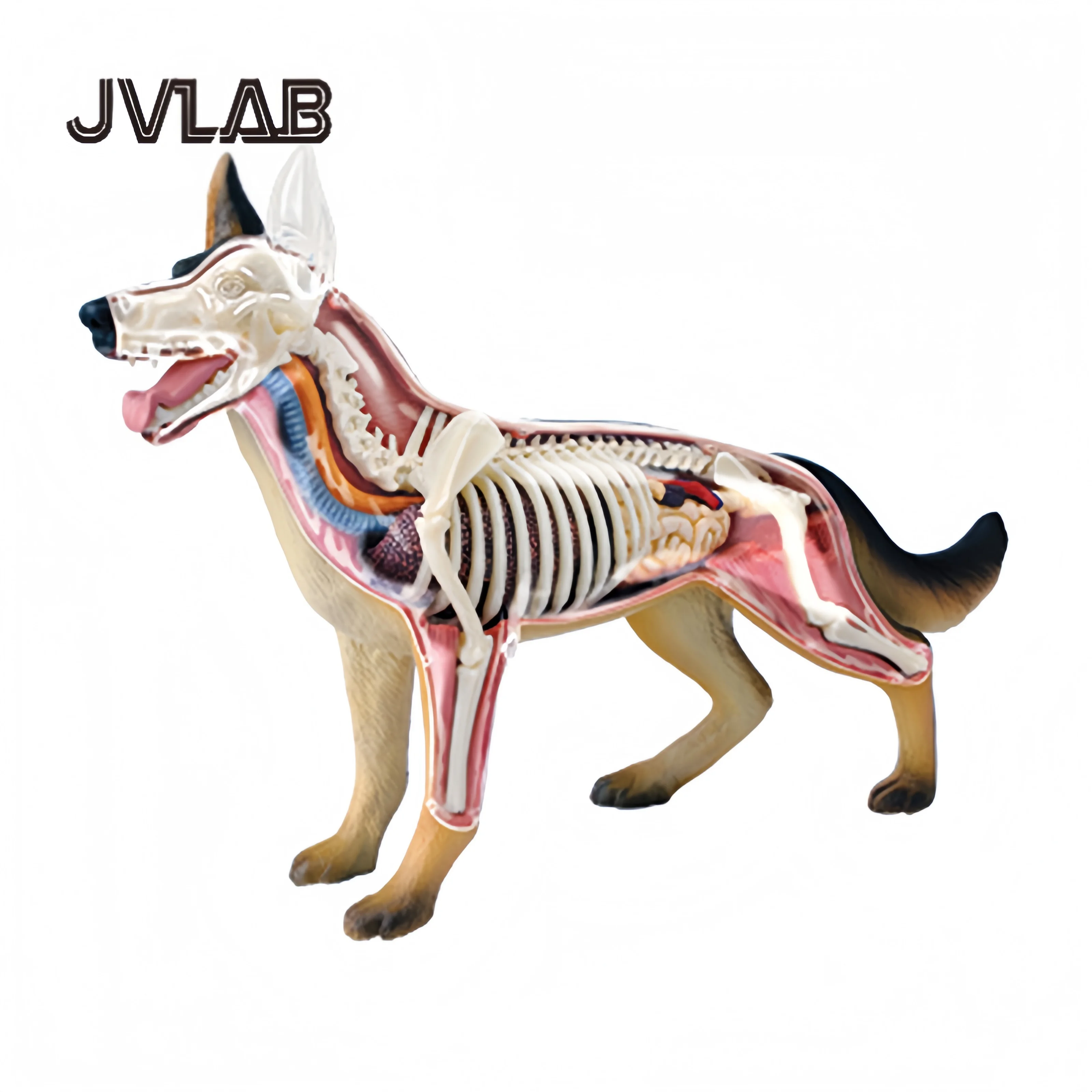 4D MASTER Puzzle Assembly Toy Simulation Animal Biology Wolf Dog Organ Dog Anatomy Model JVLAB 1005008905151186