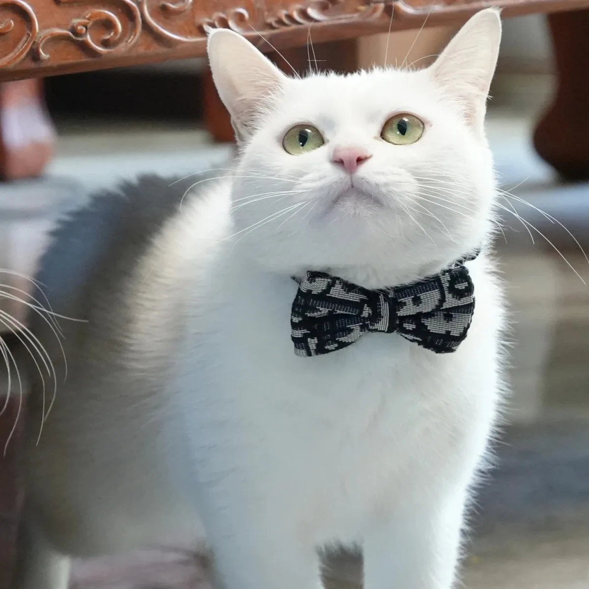 Cats Leash Stuff Pet Collar Cute Accessories Collars Harnesses Leads Kitten Small Animal Detachable 1005008917009517