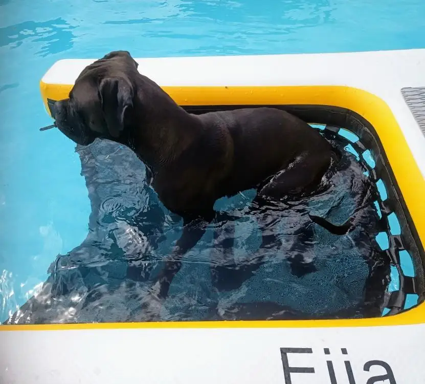 Summer Pet Toy Inflatable Dog Climbing Dog Pool Ladder Pool Ramp 1005009183298512