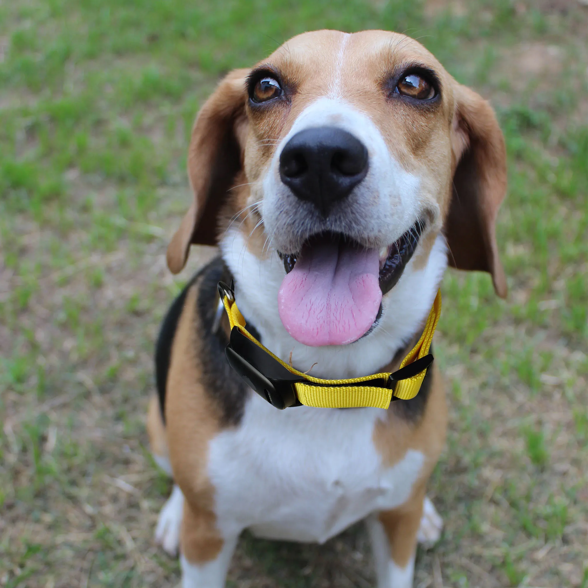 GPS Tracker for Dogs, 4G GPS Pet Tracker Collar, Mini GPS Pet Tracking Device (4G) 1005009385543023