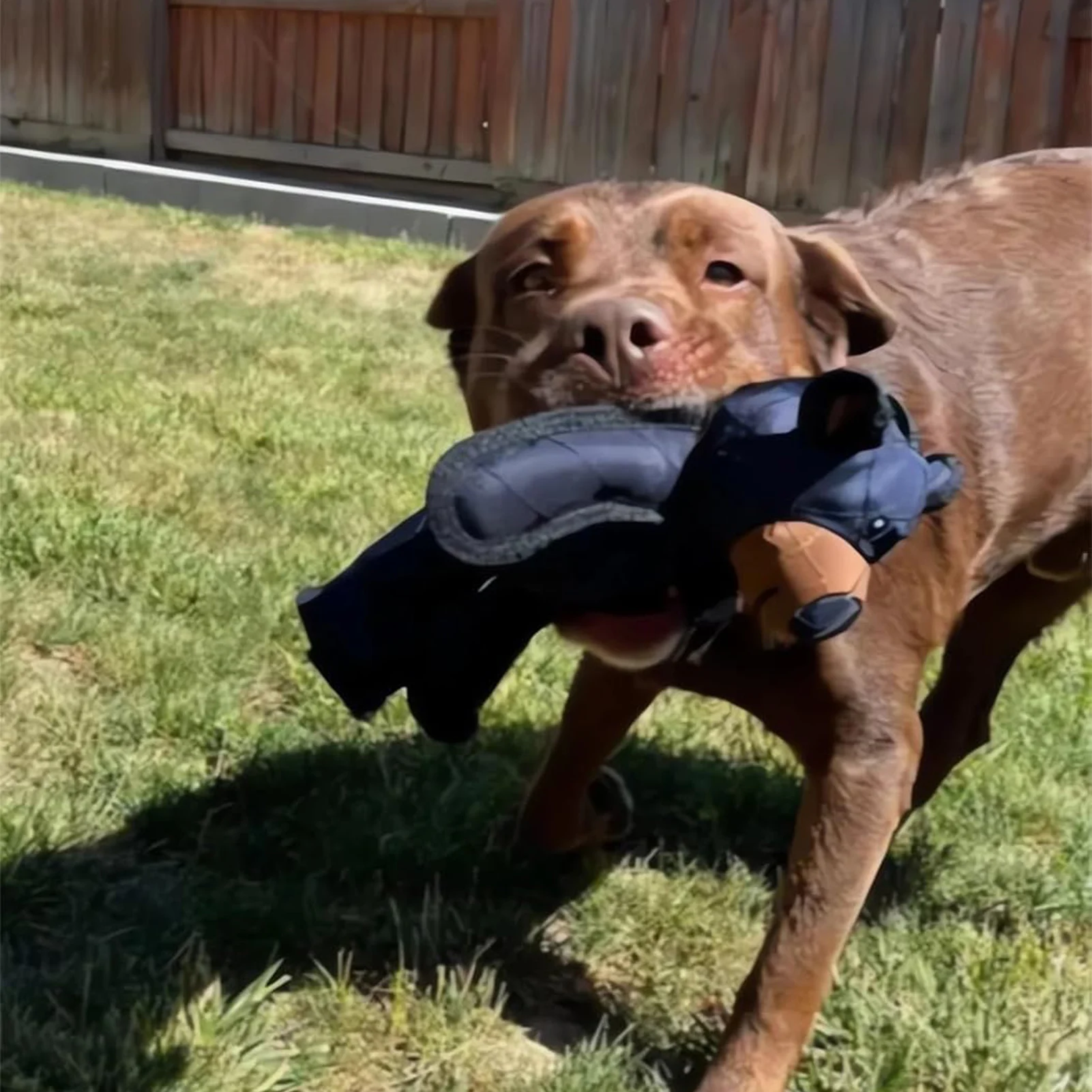 Dog Teething Training Mighty Bear Pet Toys Durable Tough Heavy Duty Chewer Dog Toy Gifts for Puppy 1005009629365945