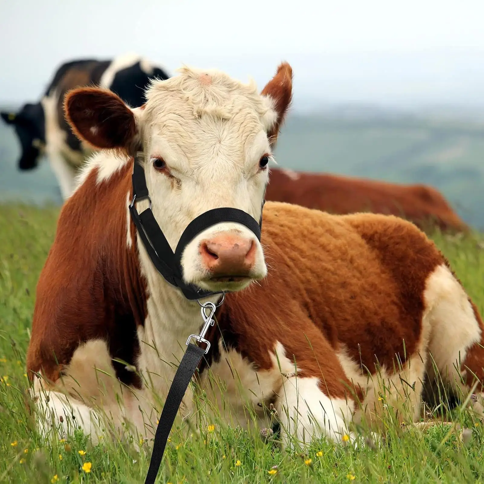 Cow Halter For Cattle Cow Halter Leading Rope For Showing Small Breeds Animals Showing Adjustable 1005009975128821