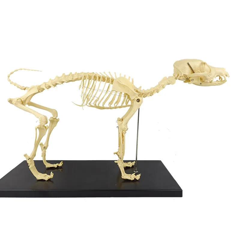 Orthopedic Pet Equipment Dog Skeleton Structure Model Dog Skeleton Model Anatomical Skeleton Joints 1005010230930522