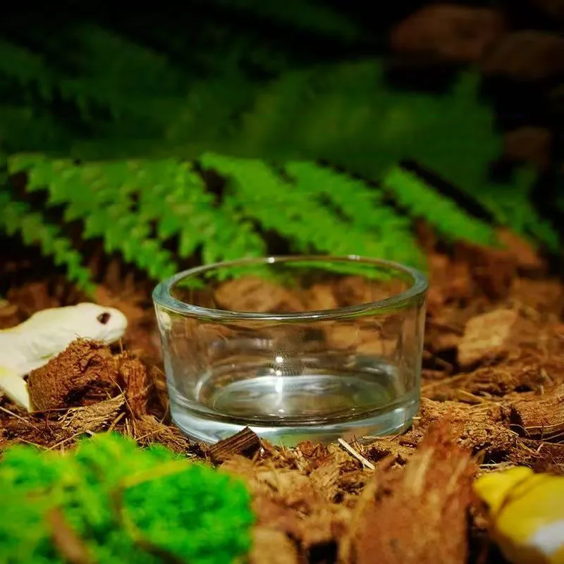 Glass Aquarium Pet Reptile Feeder Bowl Basin Food Water Pot Reptile Turtle Tortoise Scorpion Lizard 1005010406295903