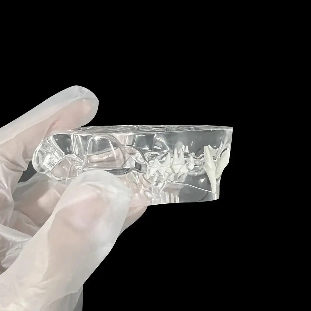 Transparent Dental Animal Resin Teeth Dog Cat Rabbit Removable Dog Tooth Model Simulation 1005010470925949