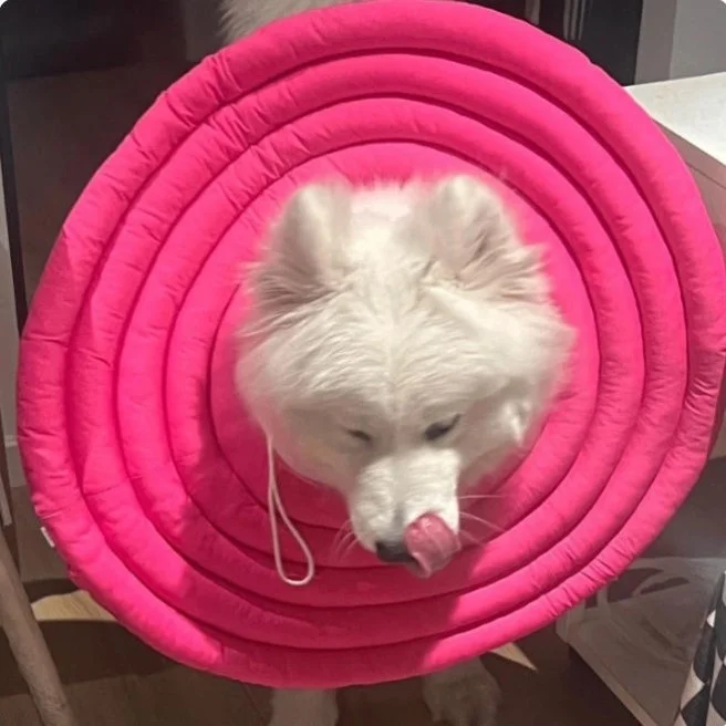 Large Size Elizabethan Collar for Dogs Spayed Neutered Border Collie Golden Retriever Anti Lick 1005010577989171