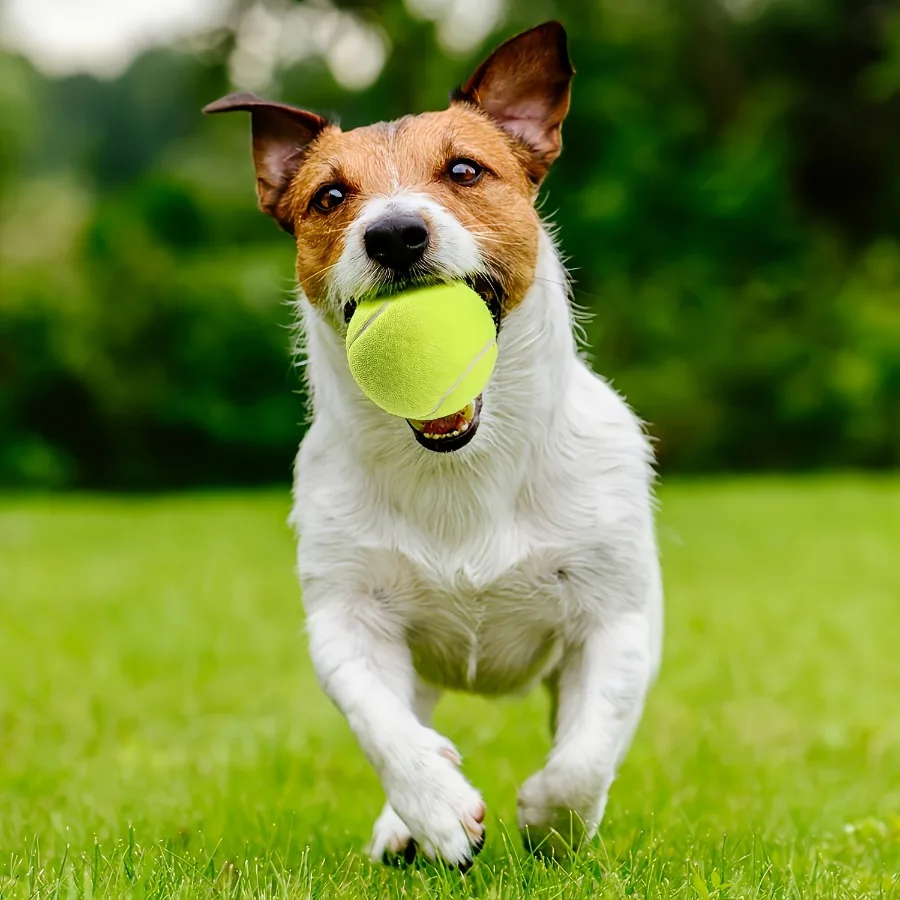 4pcs/1pc Dog Tennis Play and Training Pet Toys Dog Toy Ball Bite-Resistant Grinding Teeth High 1005011757186282