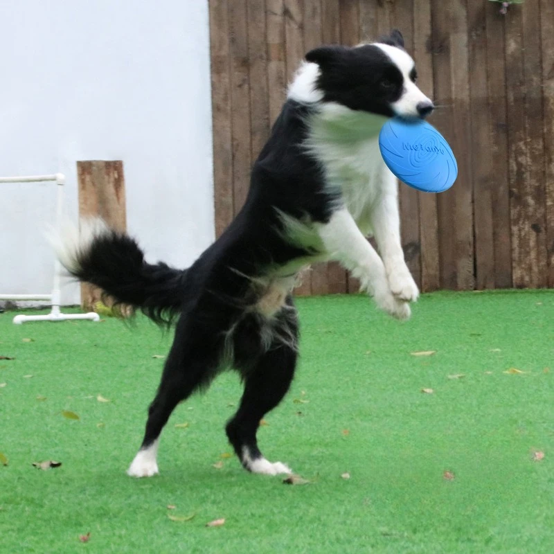 Dog Frisbee 1005011905729475