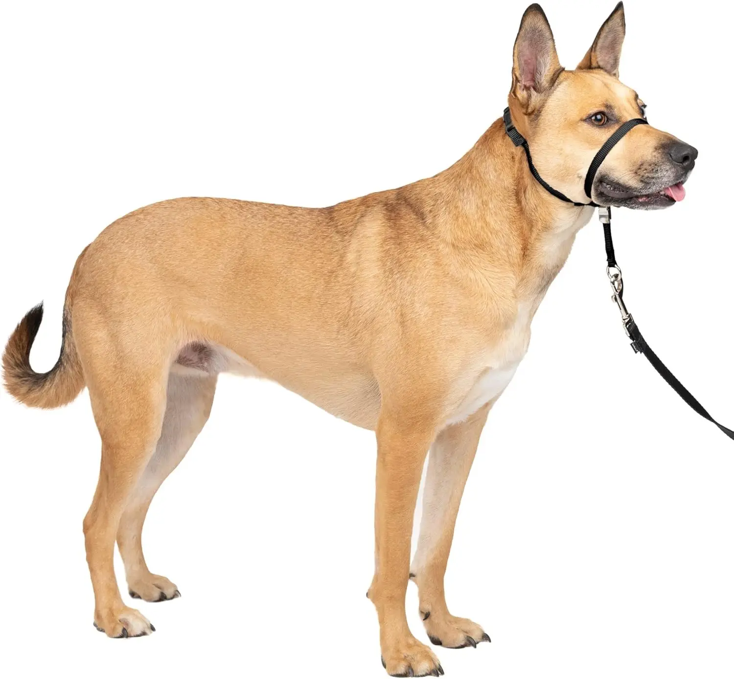 Gentle Leader Headcollar No-Pull Dog Collar Helps Improve Walks Durable Nylon Construction Padded 1005011949781413