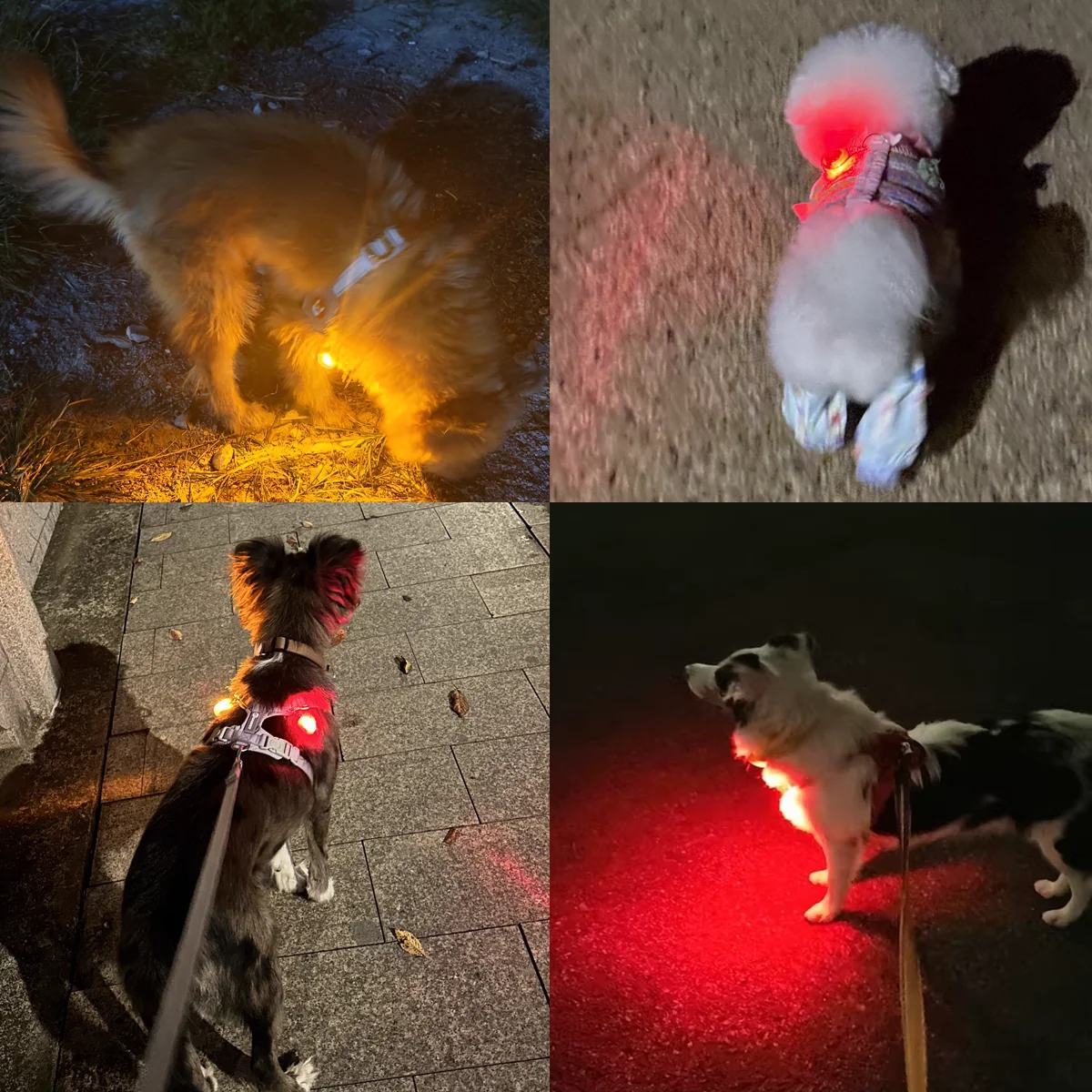 1 Pc LED Light-up Dog Collar Nighttime Dog Walking Light Pendant Nighttime Safety Decoration 1005011960656353