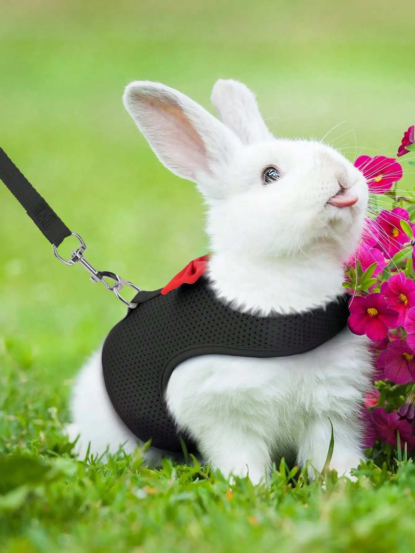 1 Adjustable Rabbit Harness with Leash, Mesh Breathable Harness and Leash for Rabbits, Hamsters 1005012033123269