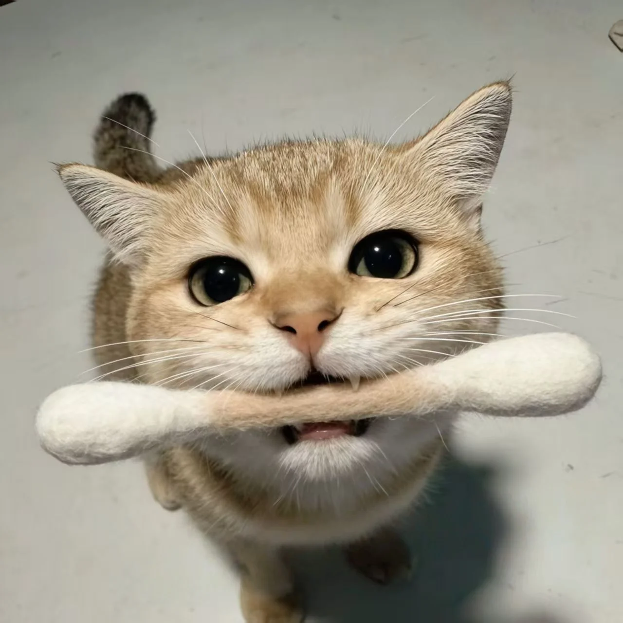 Cat Teeth Cleaning Chew Toy, Cotton Swab Shape Cat Dental Toy 1005012138532165