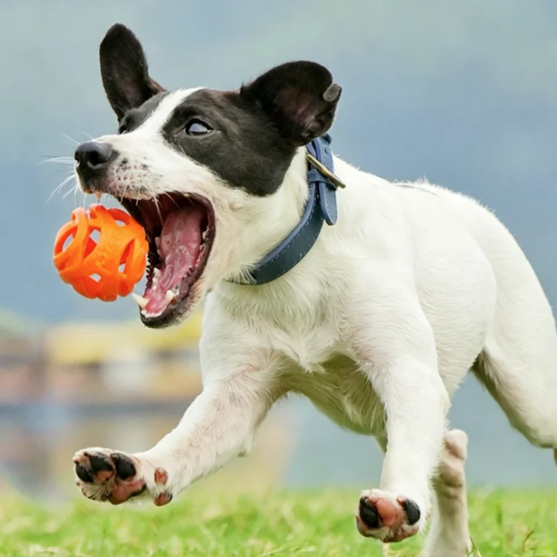 New Durable Hollow Elastic Dog Chew Ball, Teeth Cleaning Molar Toy 1005012289746111