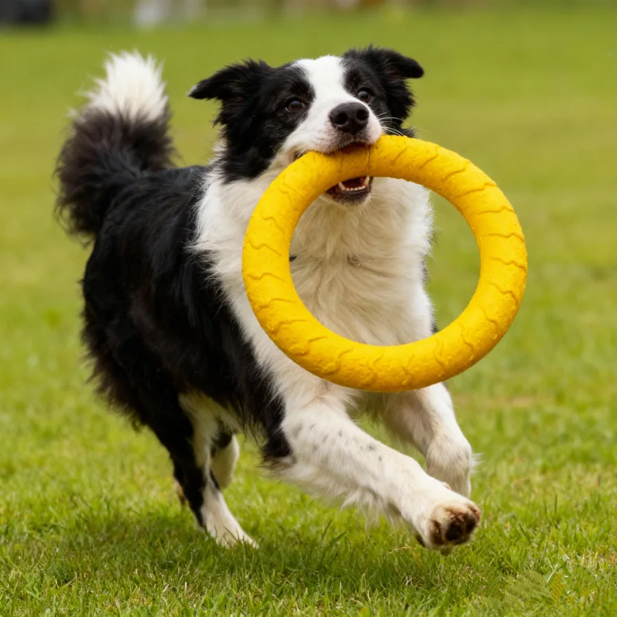 New Durable Eva Dog Toys 4 Pack – Chew-Proof Flying Disc, Ball & Tug Rope 1005012350209194