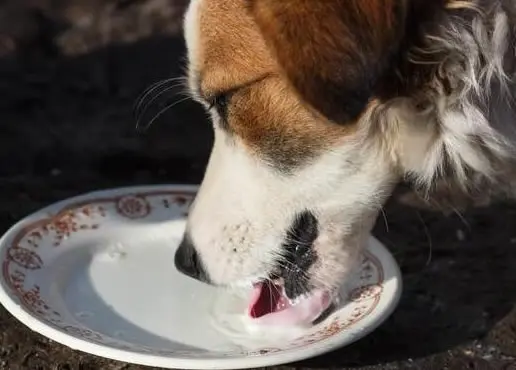 Dog and Cat Food Health Products for 1 Days to 5 Years Old Pet 1005012367260478