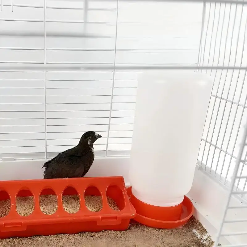 Chicken Feeder Automatic Water Feeder for Chicks Quails Chicks Feed Box Automatic Feeder Small 1005012444680989