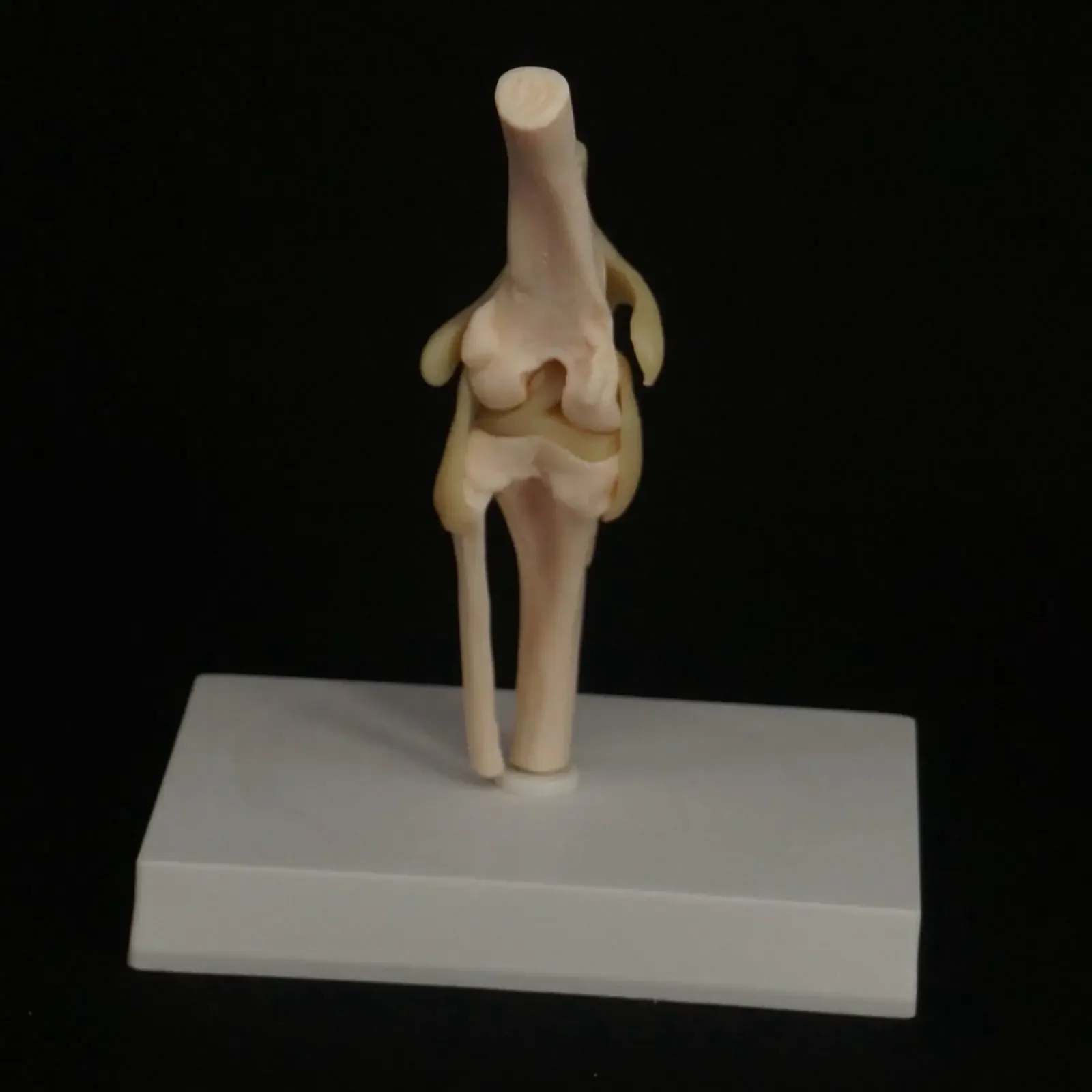 Dog Knee Canine Joint Model Medical Veterinary Teaching Research Skeleton Animal 4000324080235